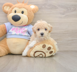 5 week old Poochon Puppy For Sale - Windy City Pups