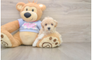 Smart Poochon Poodle Mix Pup