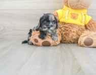 6 week old Poochon Puppy For Sale - Windy City Pups