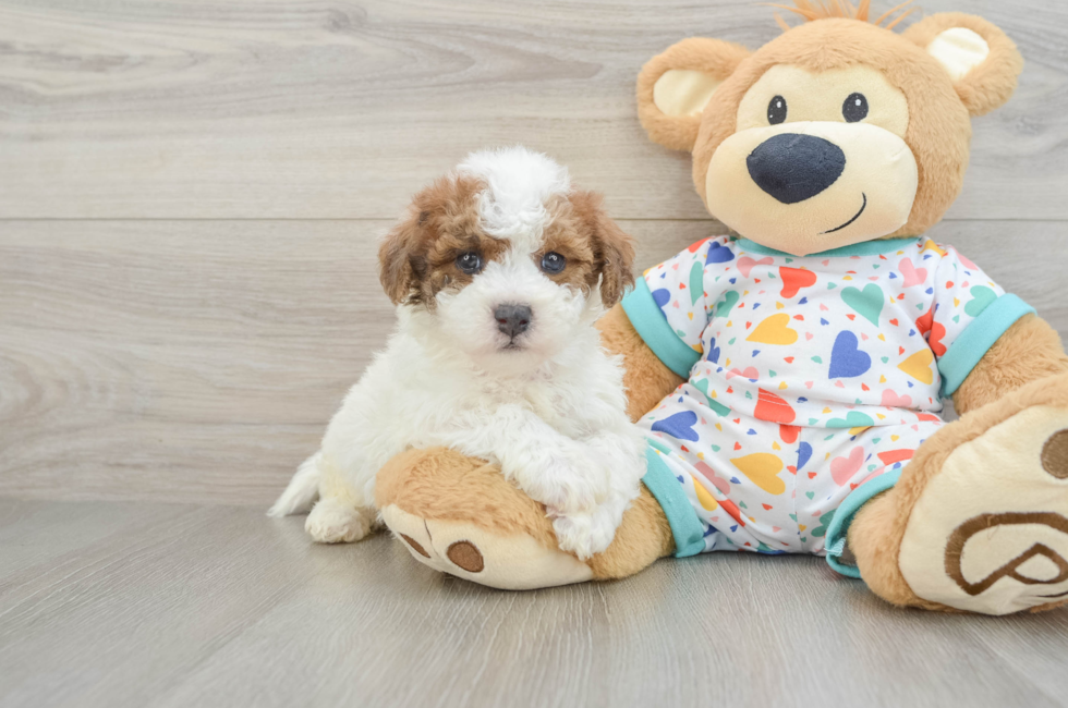 5 week old Poochon Puppy For Sale - Windy City Pups