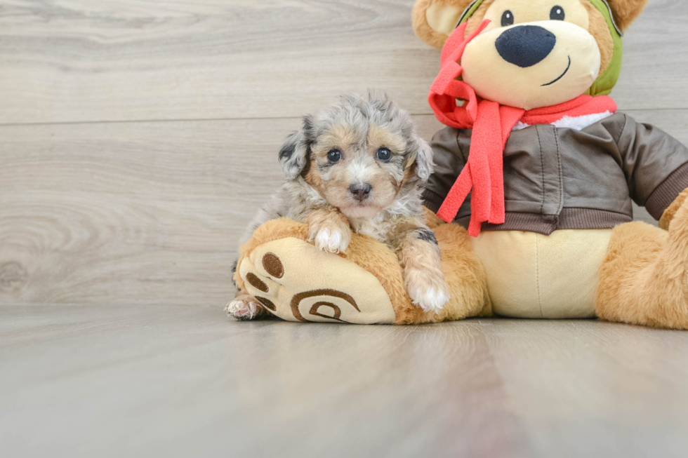 Petite Poochon Poodle Mix Pup