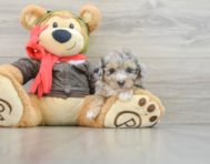 8 week old Poochon Puppy For Sale - Windy City Pups