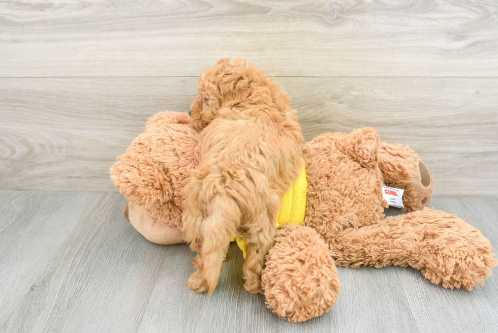 Playful Bichpoo Poodle Mix Puppy