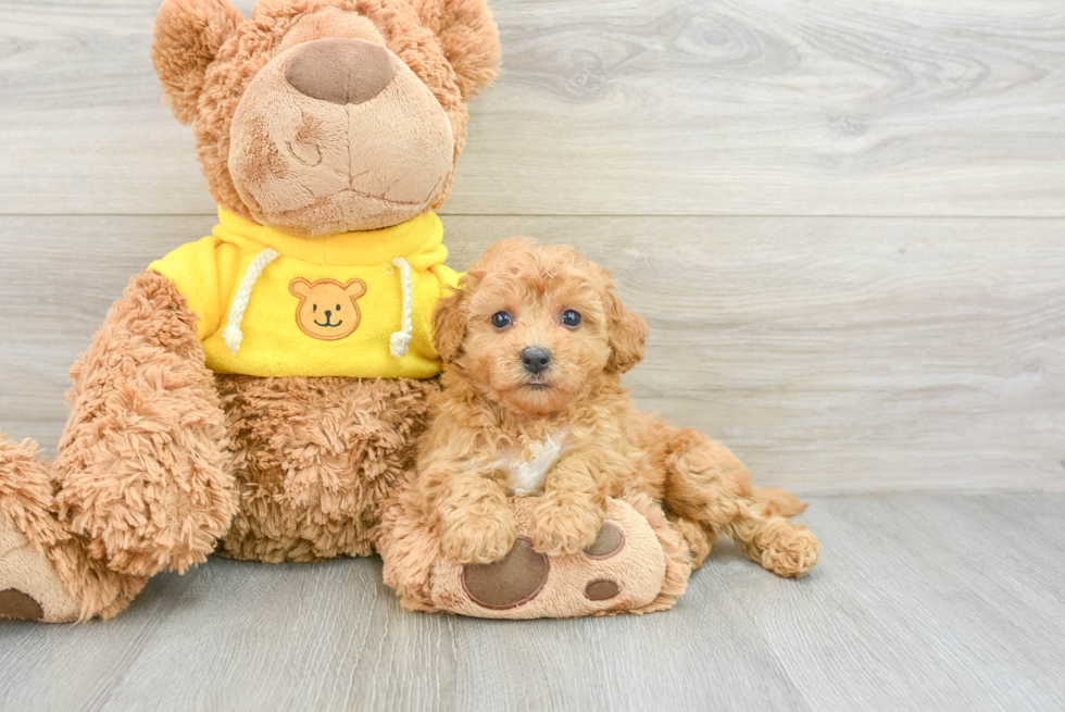 Popular Poochon Poodle Mix Pup