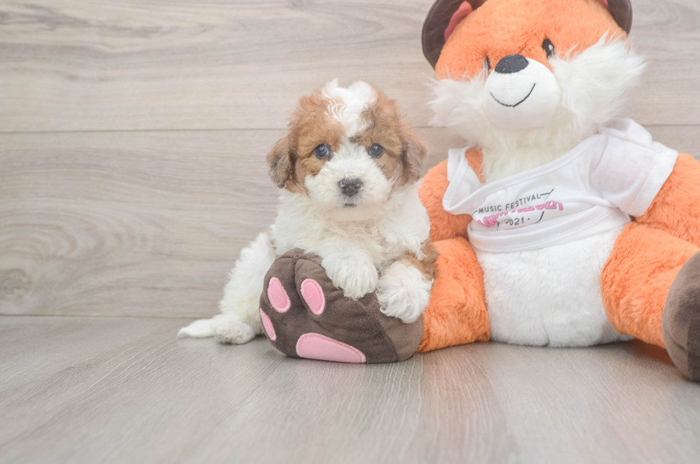 7 week old Poochon Puppy For Sale - Windy City Pups