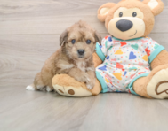 6 week old Poochon Puppy For Sale - Windy City Pups