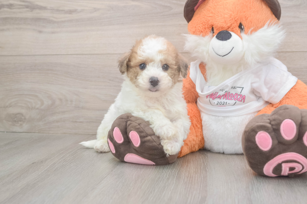 7 week old Poochon Puppy For Sale - Windy City Pups