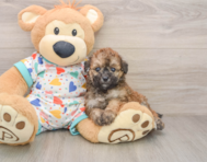 6 week old Poochon Puppy For Sale - Windy City Pups