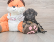 8 week old Poochon Puppy For Sale - Windy City Pups