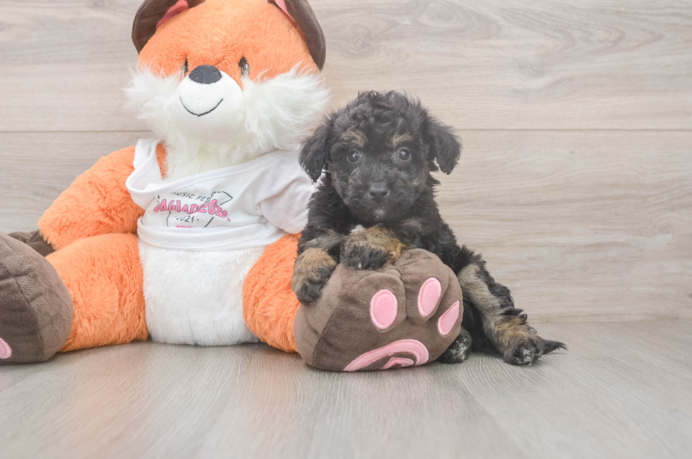 7 week old Poochon Puppy For Sale - Windy City Pups