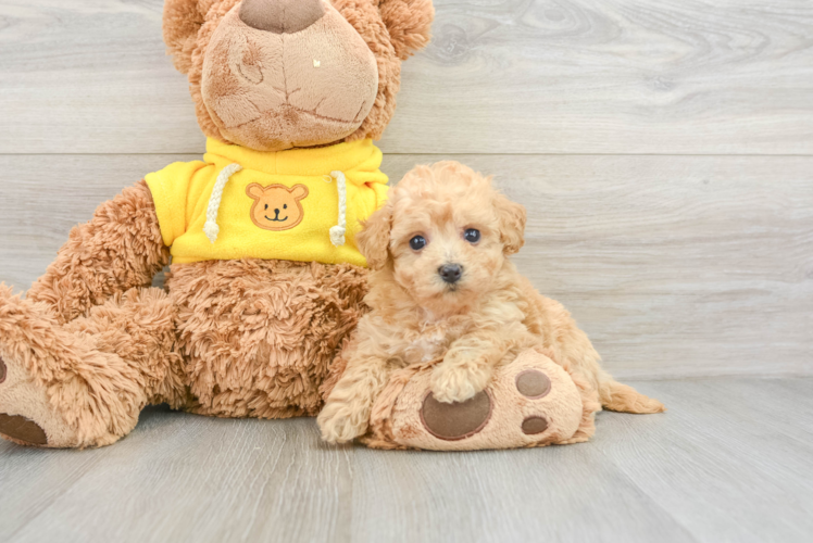 Poochon Puppy for Adoption