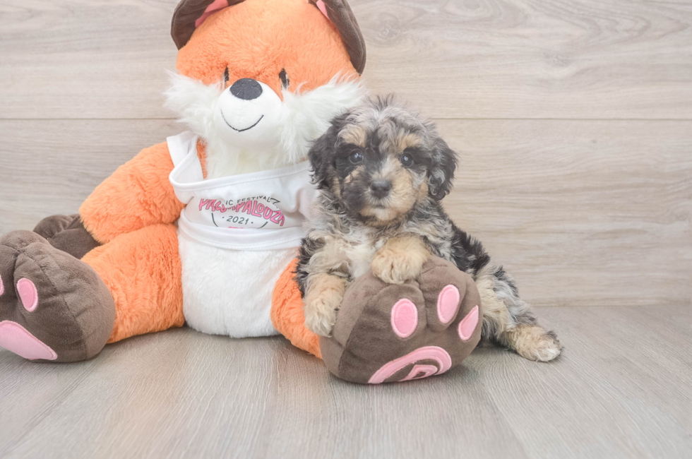 7 week old Poochon Puppy For Sale - Windy City Pups