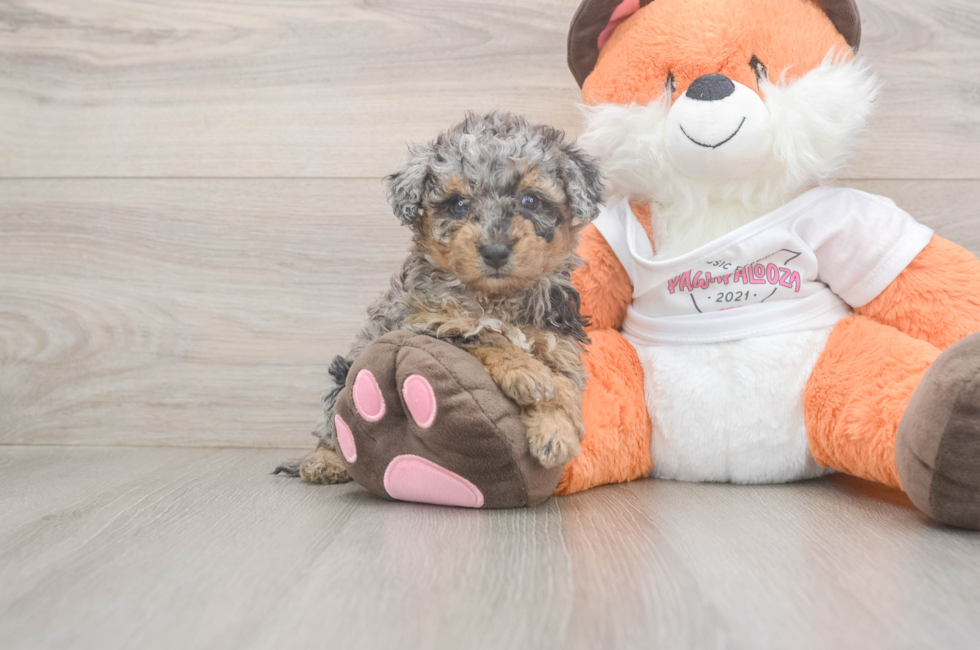 7 week old Poochon Puppy For Sale - Windy City Pups