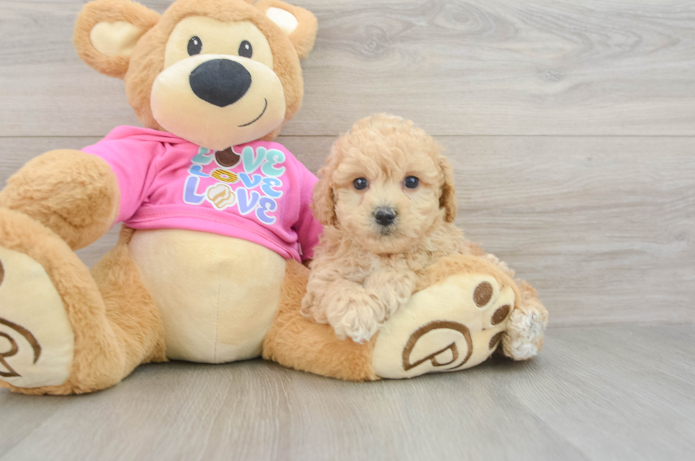 6 week old Poochon Puppy For Sale - Windy City Pups