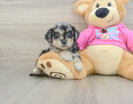 6 week old Poochon Puppy For Sale - Windy City Pups