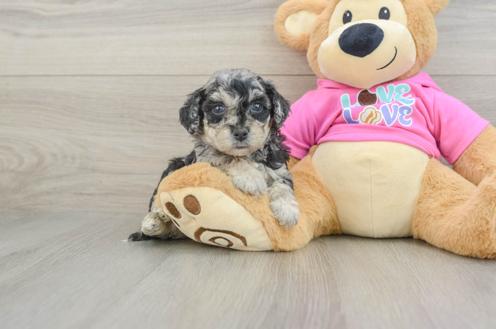 6 week old Poochon Puppy For Sale - Windy City Pups