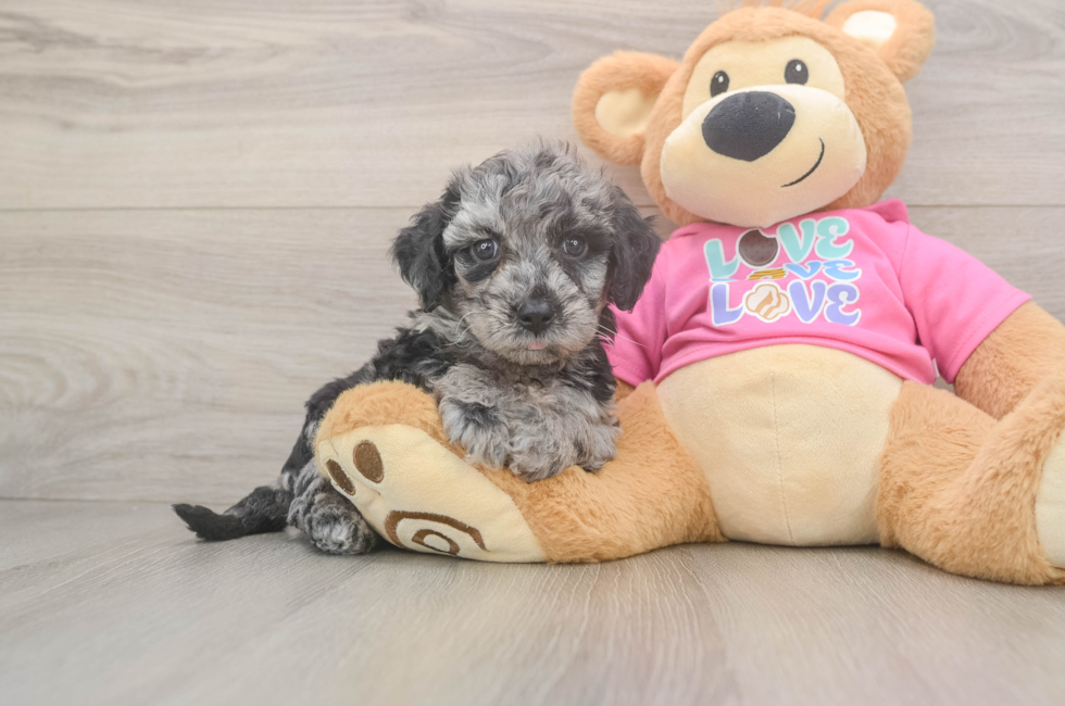 5 week old Poochon Puppy For Sale - Windy City Pups