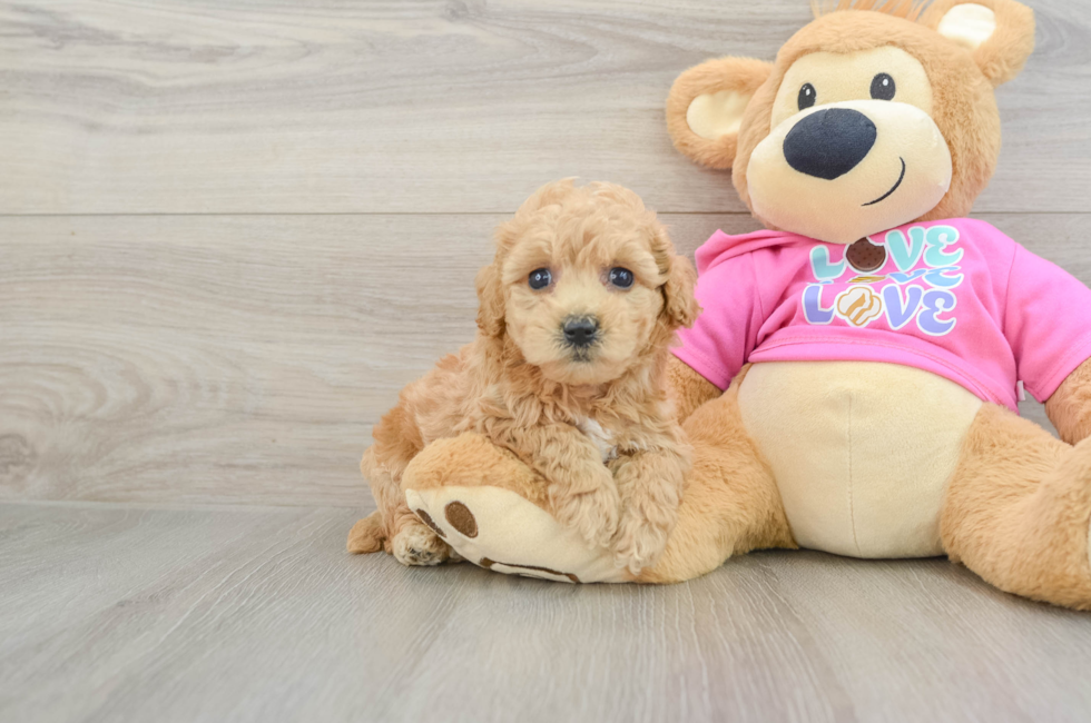 6 week old Poochon Puppy For Sale - Windy City Pups