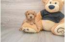 Happy Poochon Baby