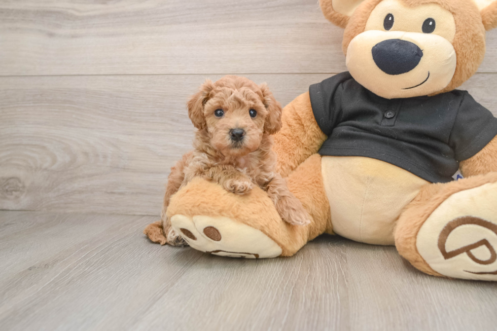 Happy Poochon Baby