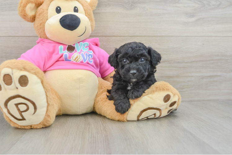Best Poochon Baby