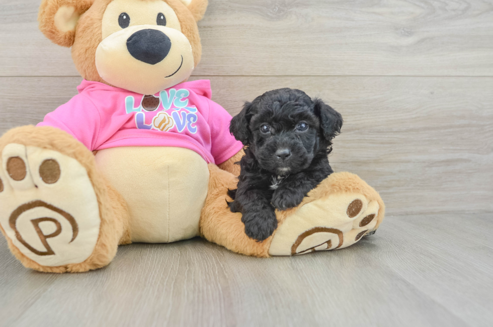 6 week old Poochon Puppy For Sale - Windy City Pups