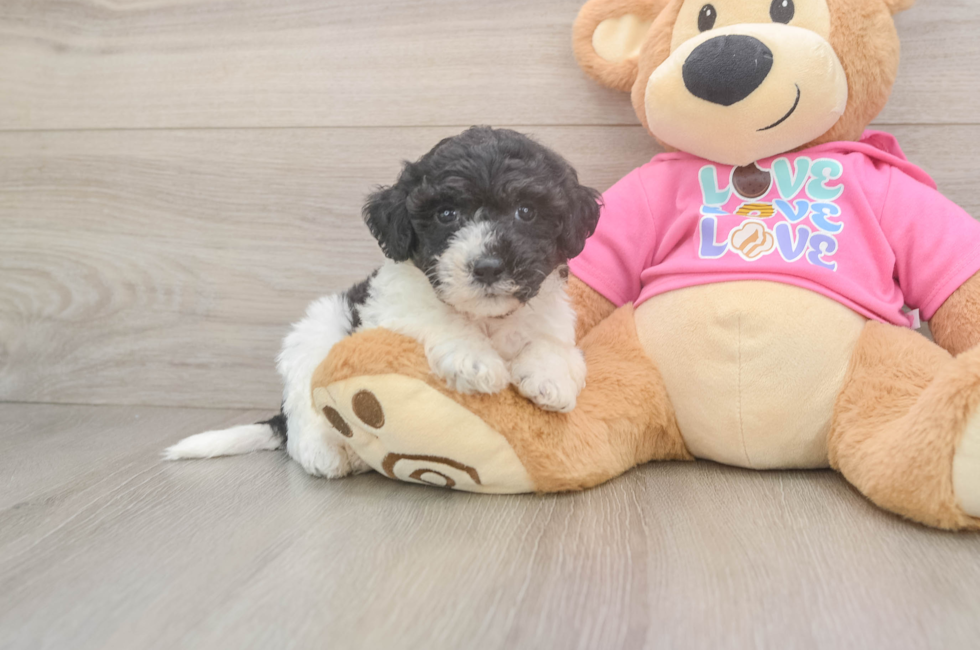 5 week old Poochon Puppy For Sale - Windy City Pups