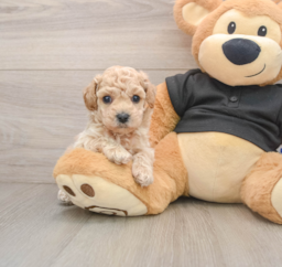7 week old Poochon Puppy For Sale - Windy City Pups