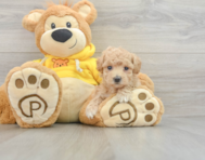 9 week old Poochon Puppy For Sale - Windy City Pups