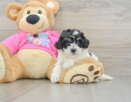 6 week old Poochon Puppy For Sale - Windy City Pups