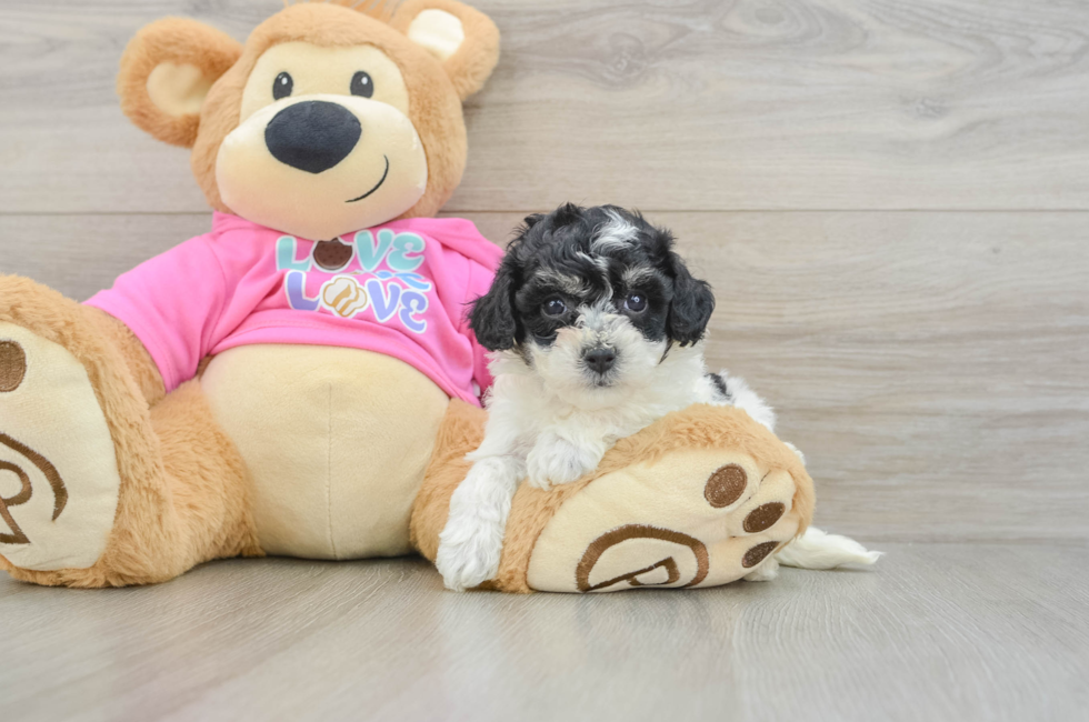 6 week old Poochon Puppy For Sale - Windy City Pups