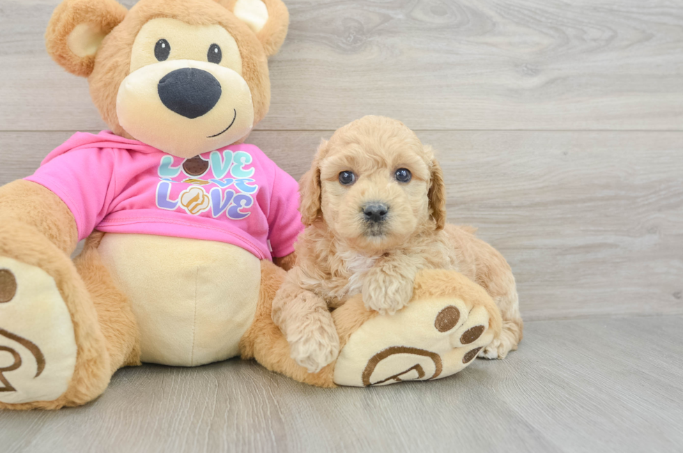 6 week old Poochon Puppy For Sale - Windy City Pups