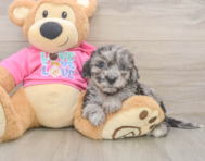 8 week old Poochon Puppy For Sale - Windy City Pups