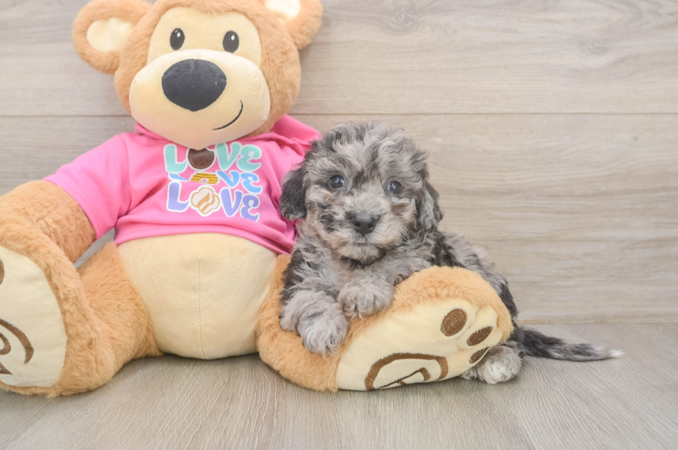 5 week old Poochon Puppy For Sale - Windy City Pups