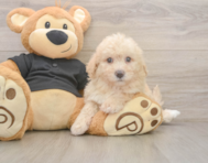 6 week old Poochon Puppy For Sale - Windy City Pups