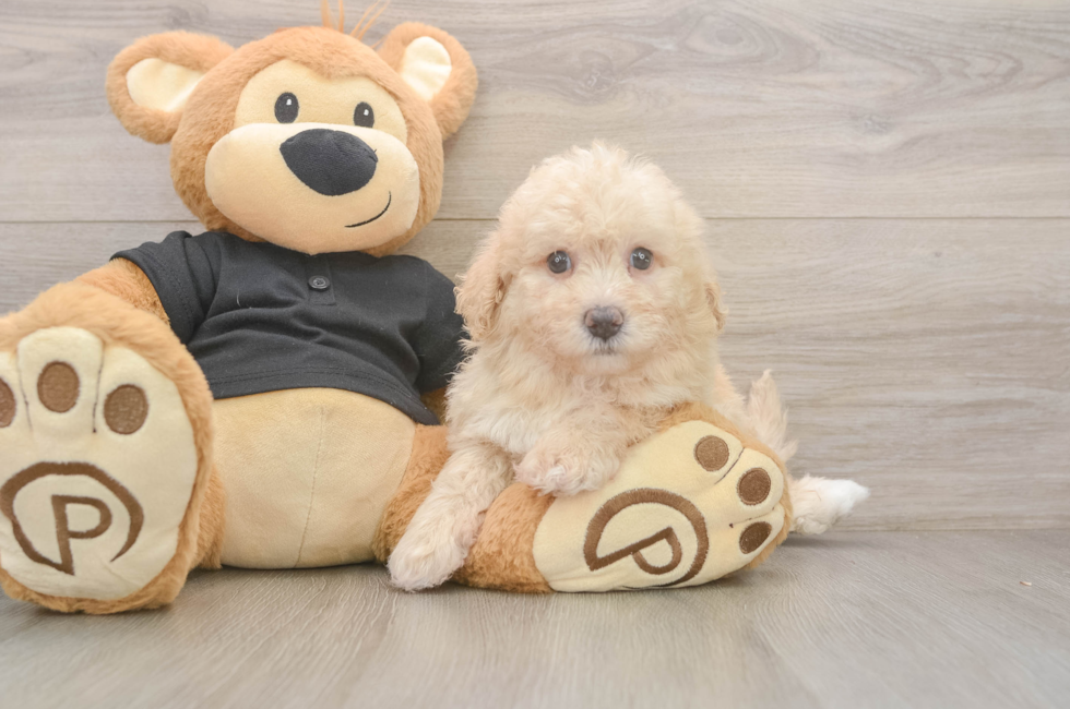 5 week old Poochon Puppy For Sale - Windy City Pups