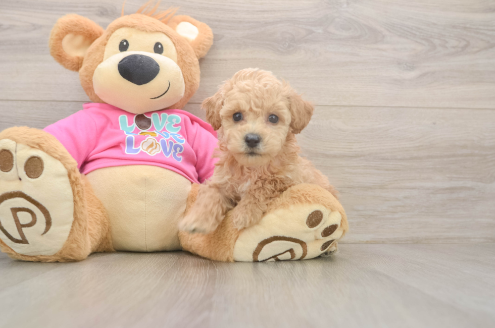 5 week old Poochon Puppy For Sale - Windy City Pups