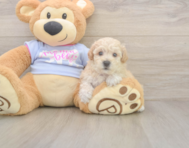 8 week old Poochon Puppy For Sale - Windy City Pups