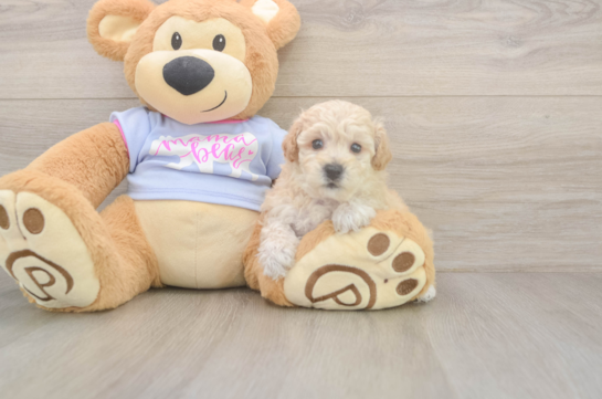 5 week old Poochon Puppy For Sale - Windy City Pups Best Poochon Baby