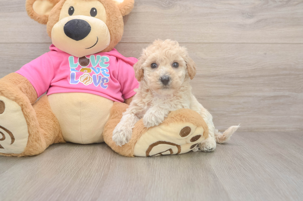 5 week old Poochon Puppy For Sale - Windy City Pups