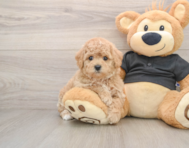 5 week old Poochon Puppy For Sale - Windy City Pups