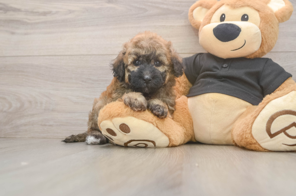 5 week old Poochon Puppy For Sale - Windy City Pups