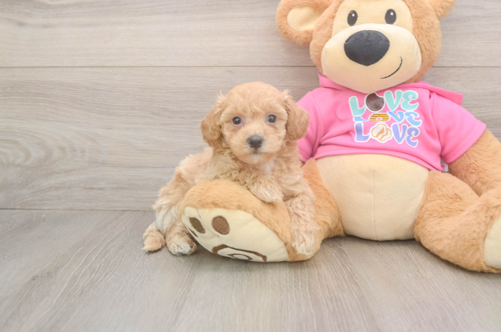 5 week old Poochon Puppy For Sale - Windy City Pups