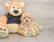 5 week old Poochon Puppy For Sale - Windy City Pups