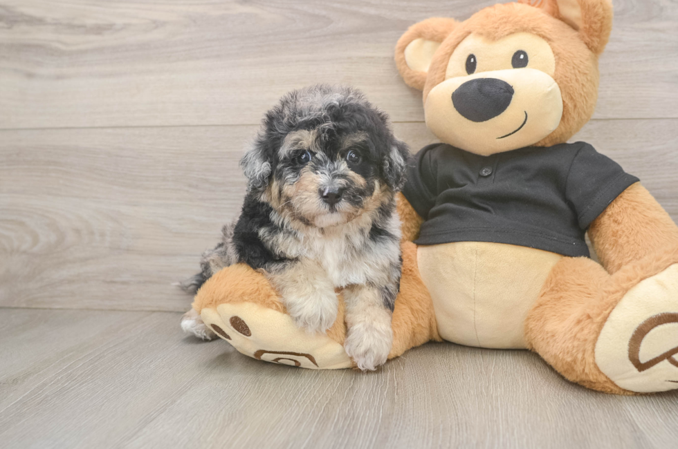 5 week old Poochon Puppy For Sale - Windy City Pups