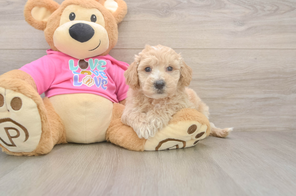 5 week old Poochon Puppy For Sale - Windy City Pups