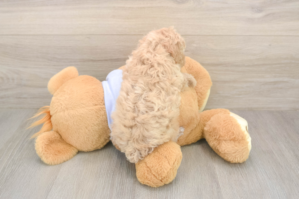 Little Bichpoo Poodle Mix Puppy