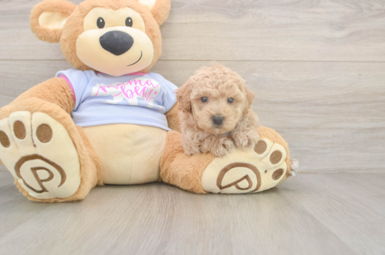 5 week old Poochon Puppy For Sale - Windy City Pups Fluffy Poochon Poodle Mix Pup