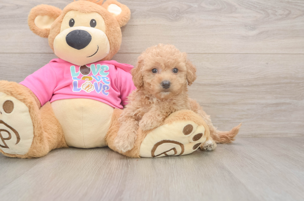 5 week old Poochon Puppy For Sale - Windy City Pups