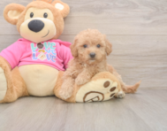 8 week old Poochon Puppy For Sale - Windy City Pups 8 week old Poochon Puppy For Sale - Windy City Pups